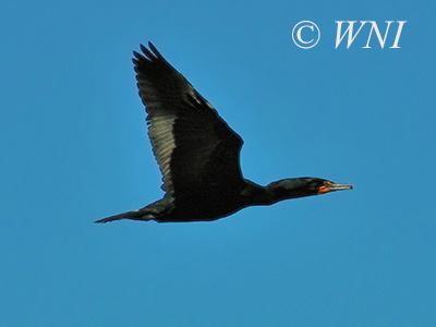 Double-crested Cormorant (Phalacrocorax auritus)